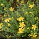 HYPERICUM patulum Hidcote