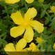 HYPERICUM patulum Hidcote