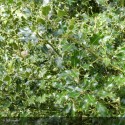 ILEX aquifolium