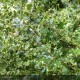 ILEX aquifolium