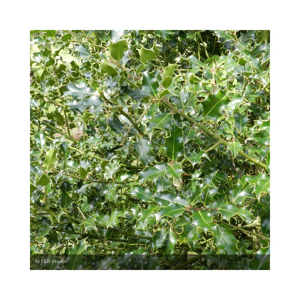 ILEX aquifolium