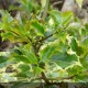 ILEX aquifloium Madame Briot