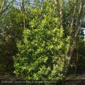 LAURUS nobilis