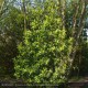 LAURUS nobilis