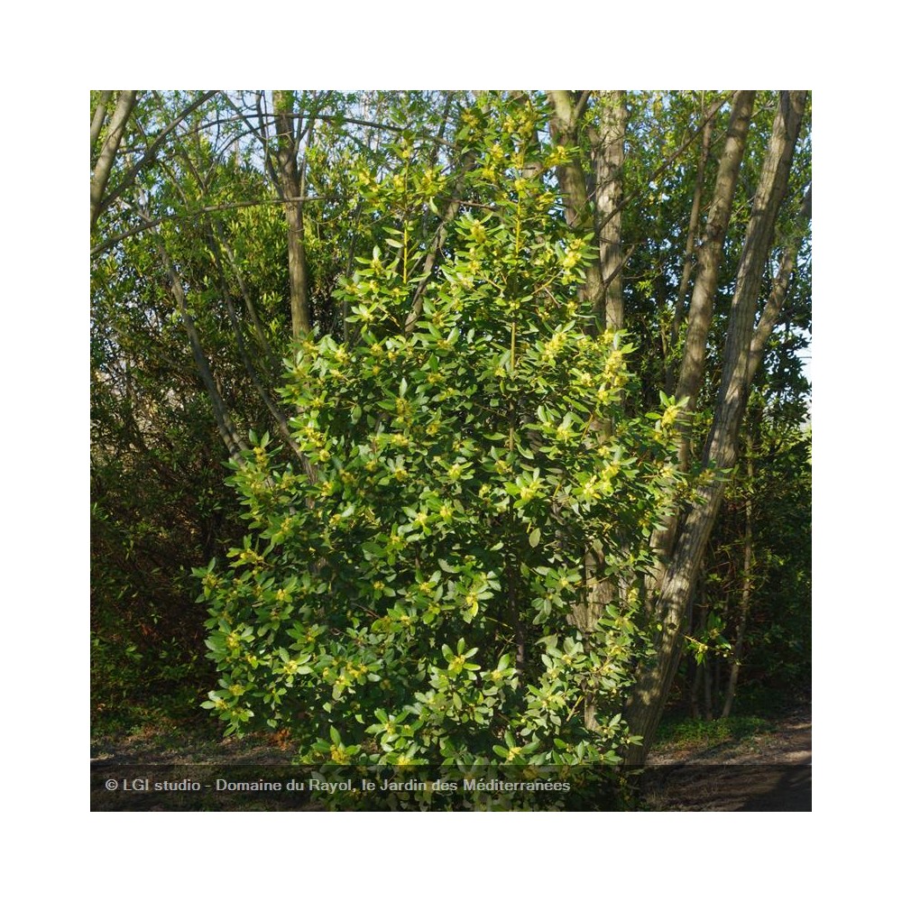 LAURUS nobilis