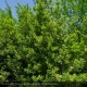LAURUS nobilis