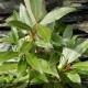 LAURUS nobilis