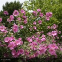 LAVATERA olbia Rosea