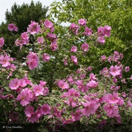 LAVATERA olbia Rosea