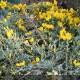 GENISTA lydia