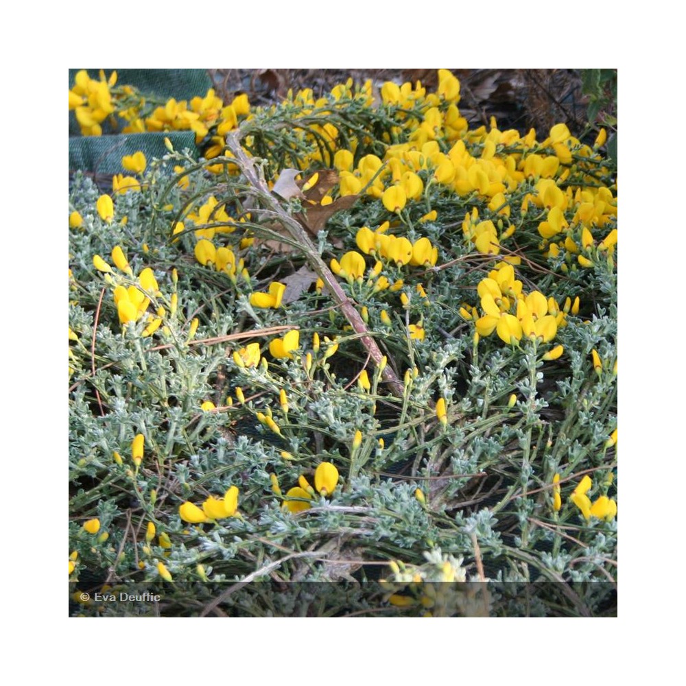 GENISTA lydia