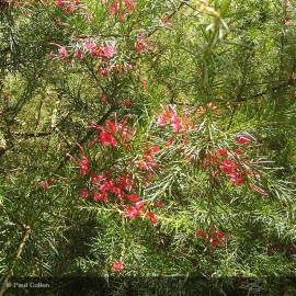 GREVILLEA juniperina