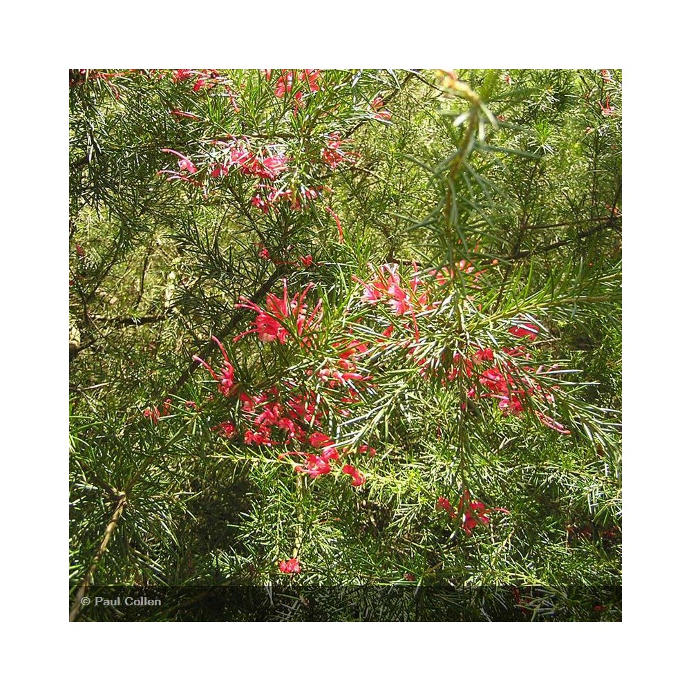 GREVILLEA juniperina