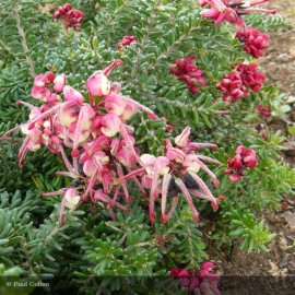 GREVILLEA lanigera Mount Tamboritha