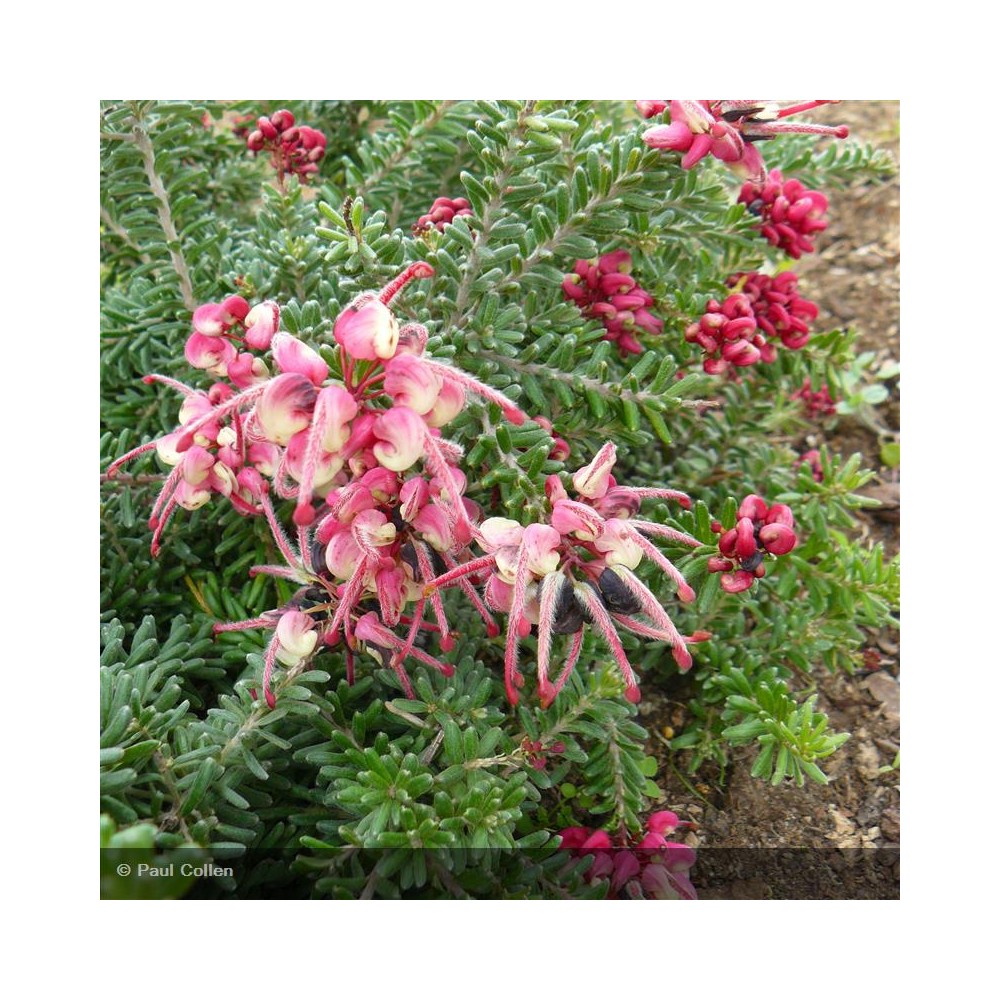 GREVILLEA lanigera Mount Tamboritha