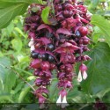 LEYCESTERIA formosa Purple Rain