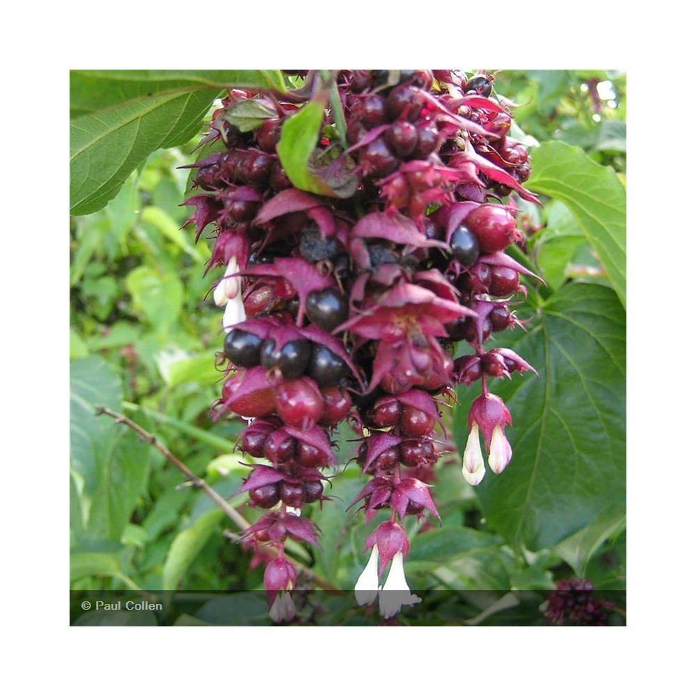 LEYCESTERIA formosa Purple Rain