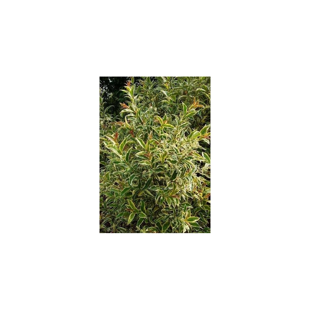 philodendron plants for sale Philodendron 'Imperial Green' 72 cell