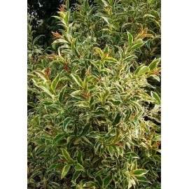 LIGUSTRUM japonicum Excelsum Superbum