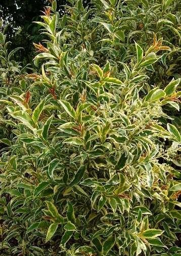 LIGUSTRUM japonicum Excelsum Superbum - Ppinires de Corme-Royal