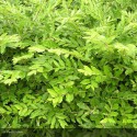 LONICERA pileata