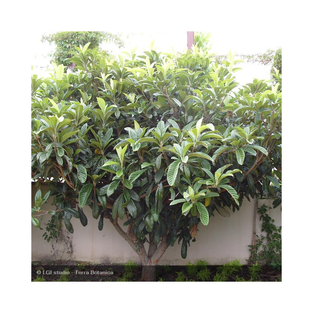 ERIOBOTRYA japonica