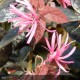 LOROPETALUM chinensis Fire Dance