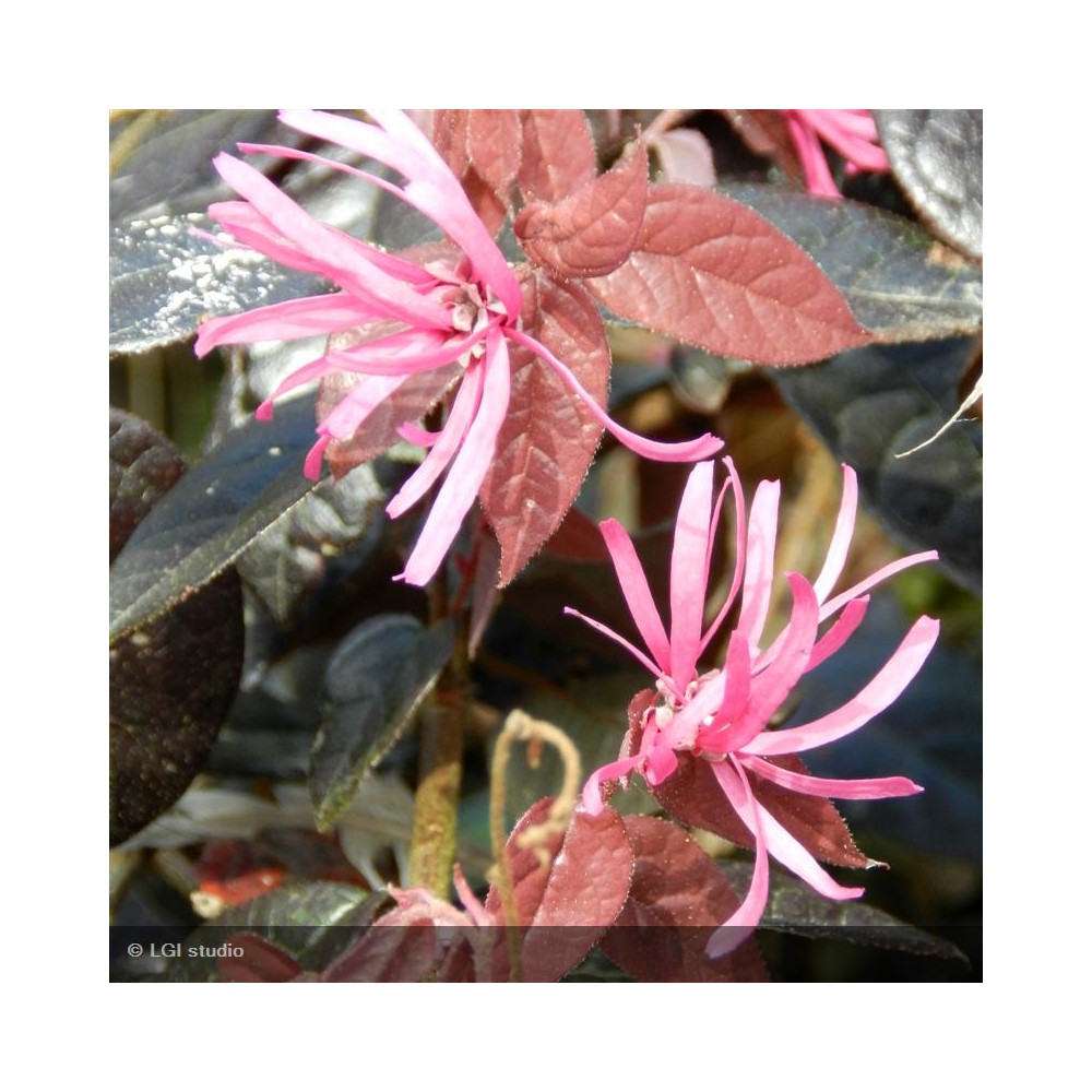 LOROPETALUM chinensis Fire Dance