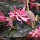 LOROPETALUM chinensis Fire Dance