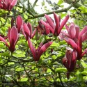 MAGNOLIA liliflora Nigra