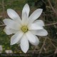 MAGNOLIA stellata