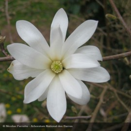 MAGNOLIA stellata