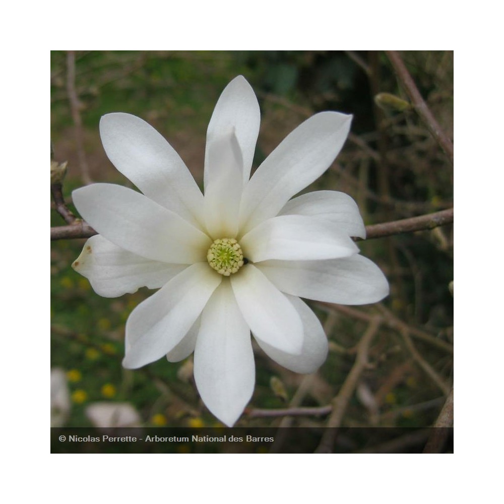 MAGNOLIA stellata