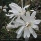 MAGNOLIA stellata