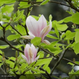 MAGNOLIA x soulangeana