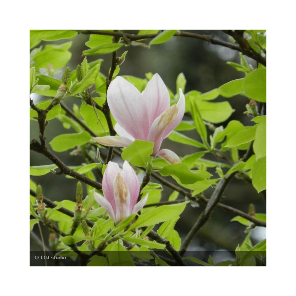 MAGNOLIA x soulangeana