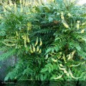 MAHONIA x media Charity