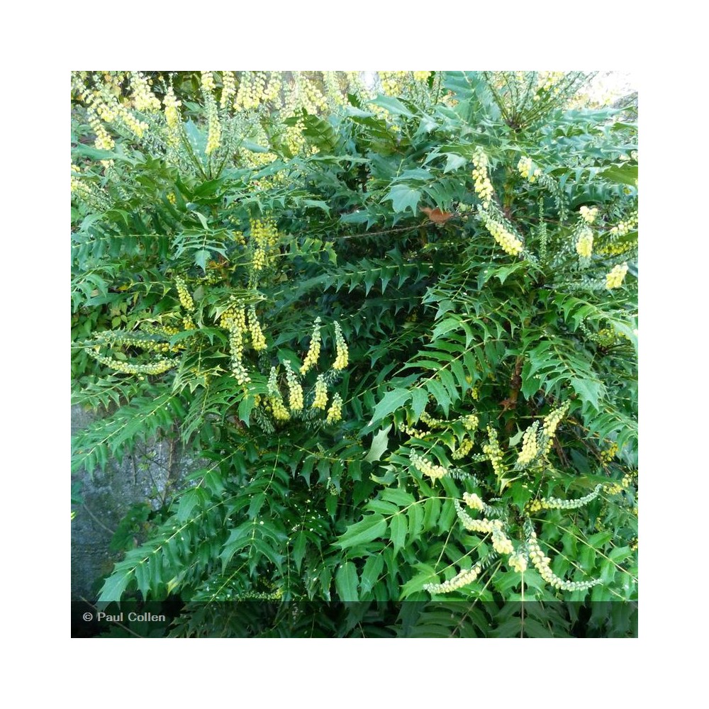 MAHONIA x media Charity