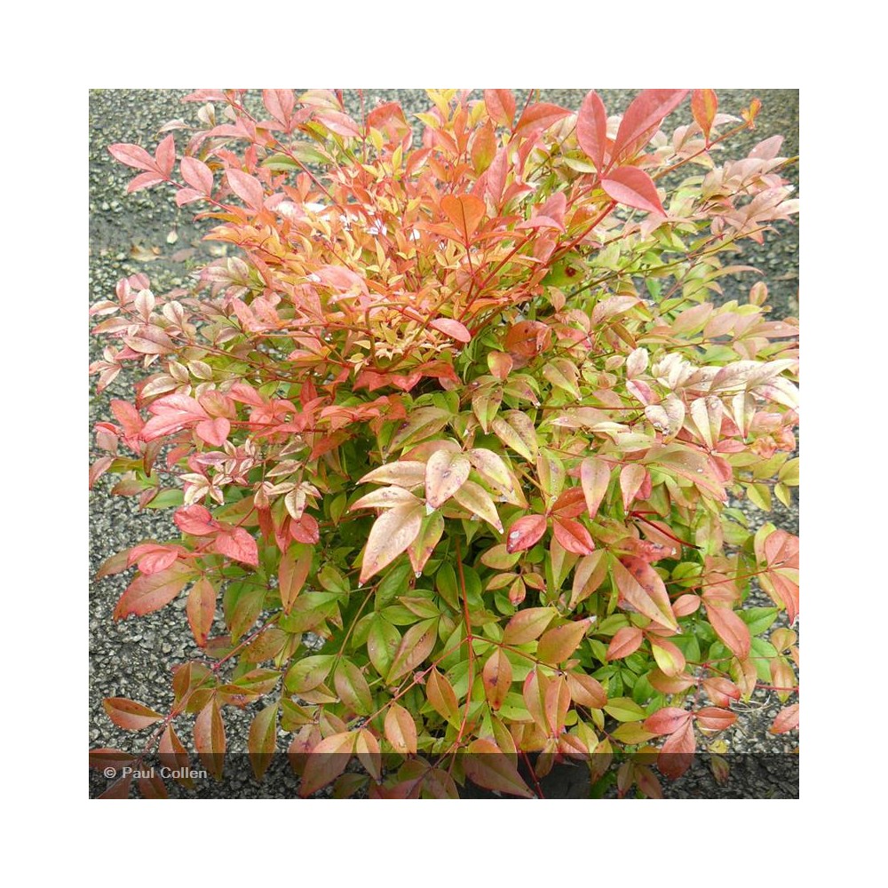 NANDINA domestica Gulf Stream