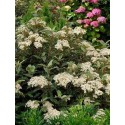 OLEARIA x haastii