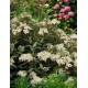 OLEARIA x haastii