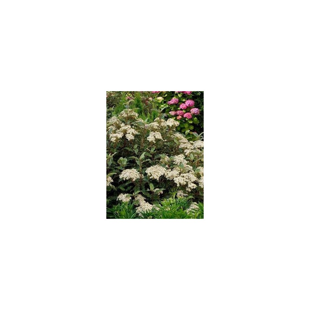 OLEARIA x haastii