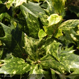 OSMANTHUS heterophyllus Tricolor