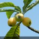 ERIOBOTRYA japonica