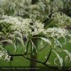 CORNUS controversa Variegata