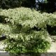 CORNUS controversa Variegata