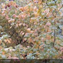 CORNUS stolonifera Flaviramea