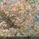 CORNUS stolonifera Flaviramea
