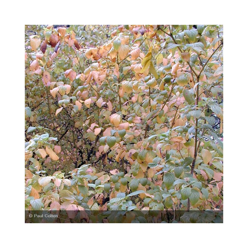 CORNUS stolonifera Flaviramea