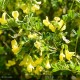 CORONILLA emerus